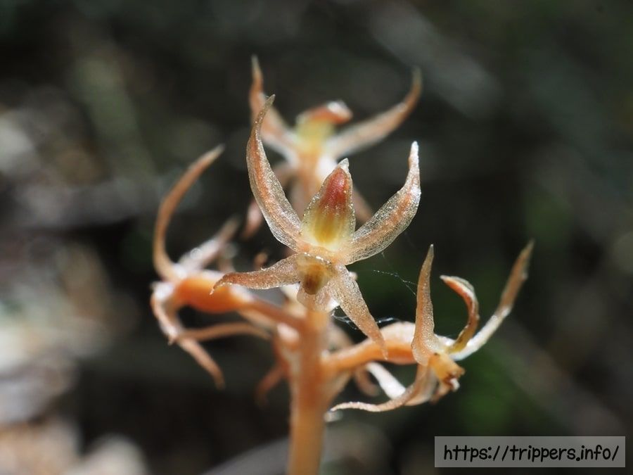 ヒメムヨウラン