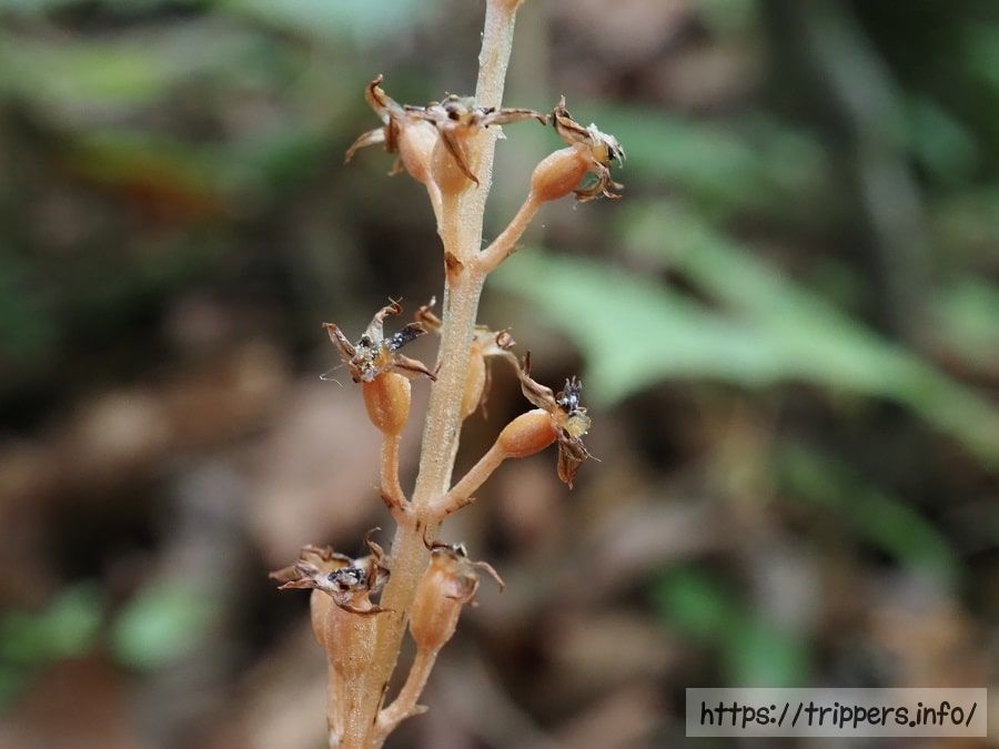 ヒメムヨウラン