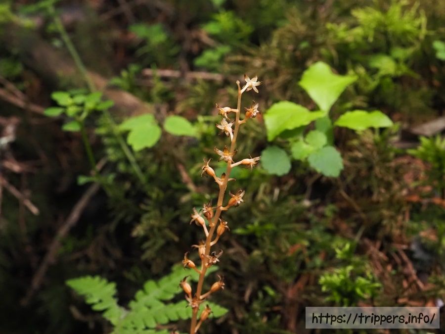 ヒメムヨウラン