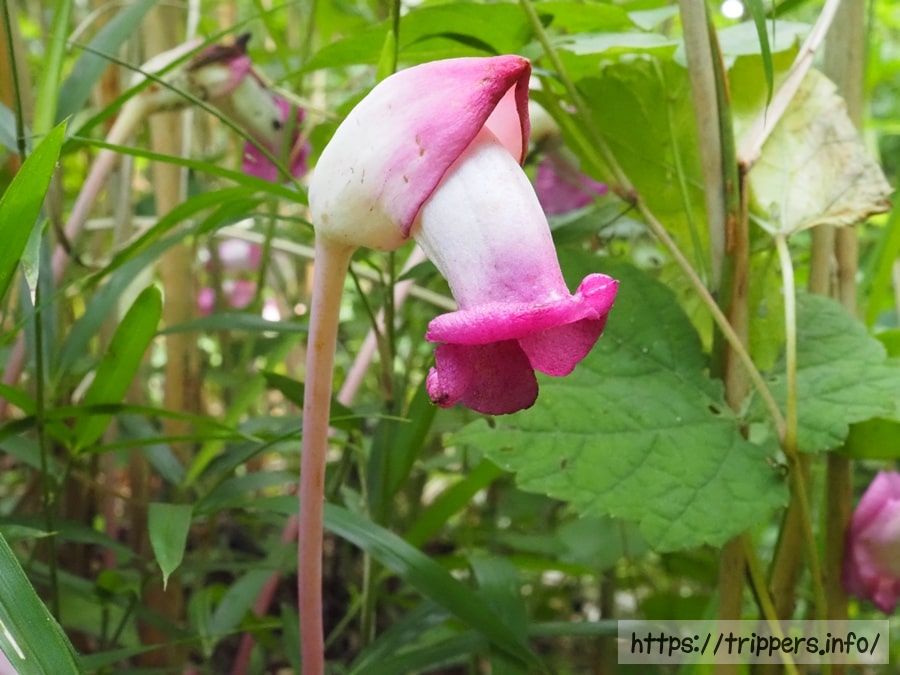 オオナンバンギセル