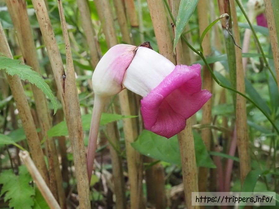 オオナンバンギセルの花