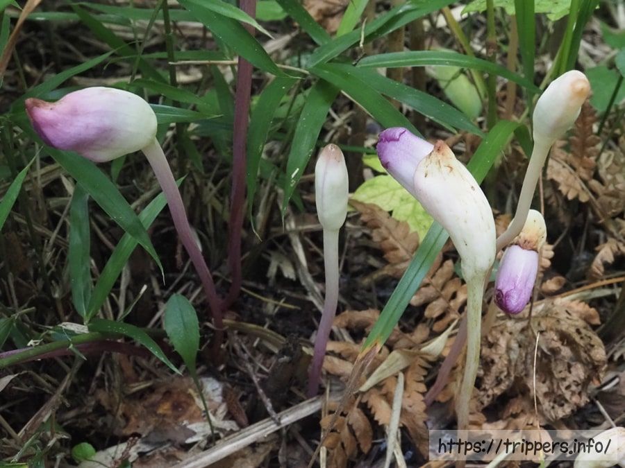 オオナンバンギセル