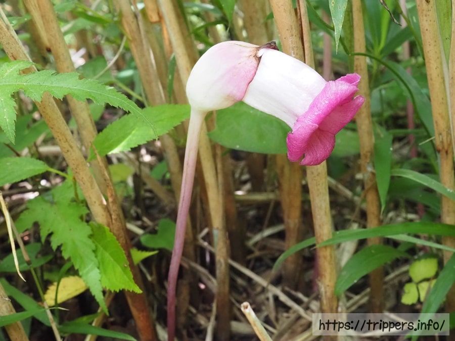 オオナンバンギセル