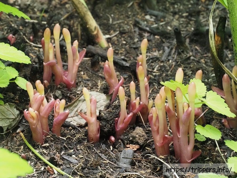 オオナンバンギセルの芽