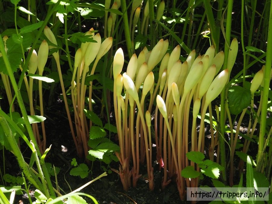 オオナンバンギセルの蕾