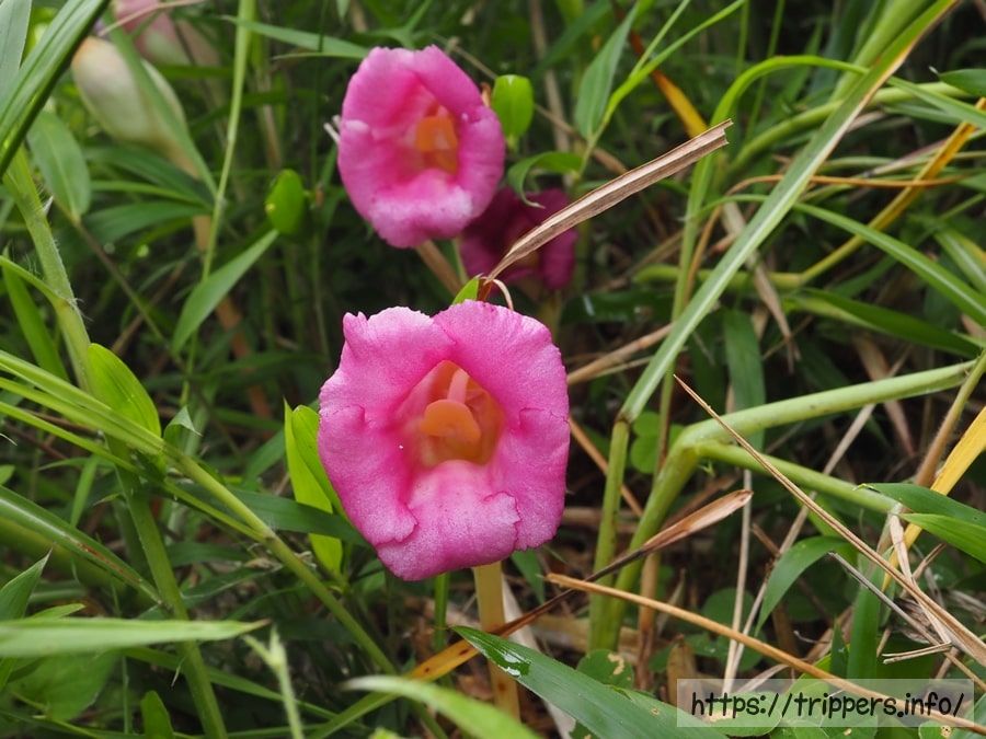 オオナンバンギセル