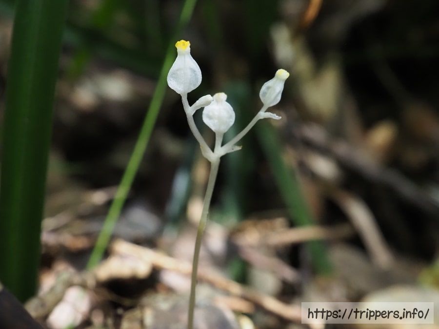 キリシマシャクジョウ