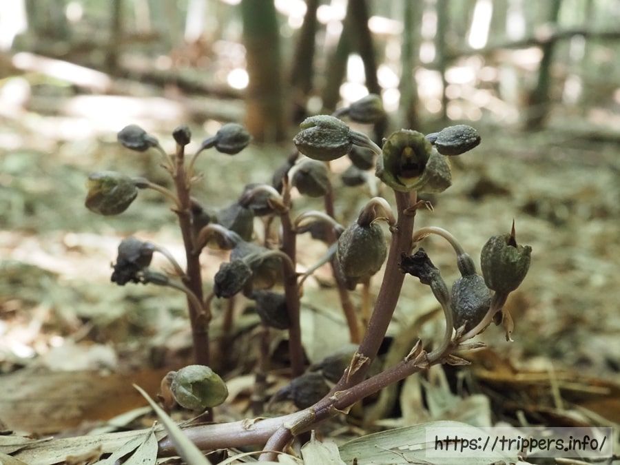 アキザキヤツシロラン