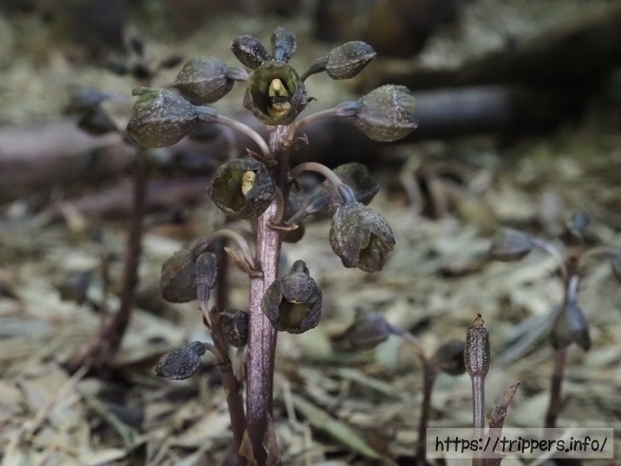 アキザキヤツシロラン