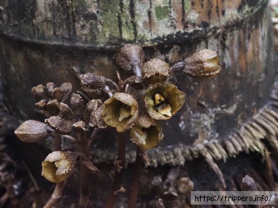 アキザキヤツシロラン