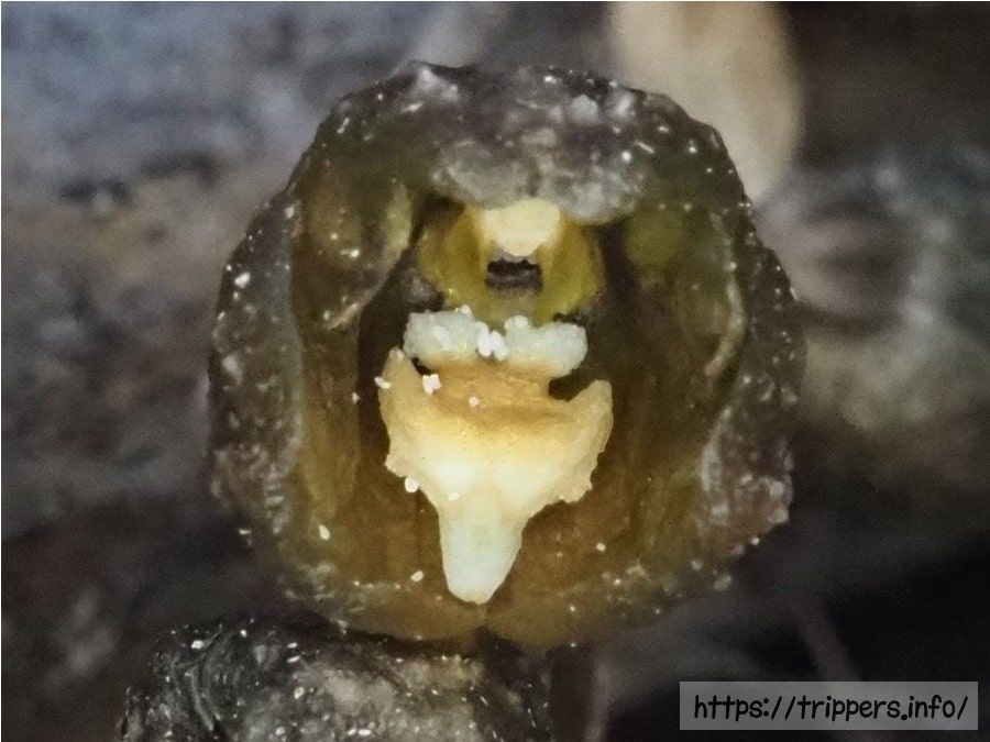 アキザキヤツシロランのに産み付けられたハエの卵