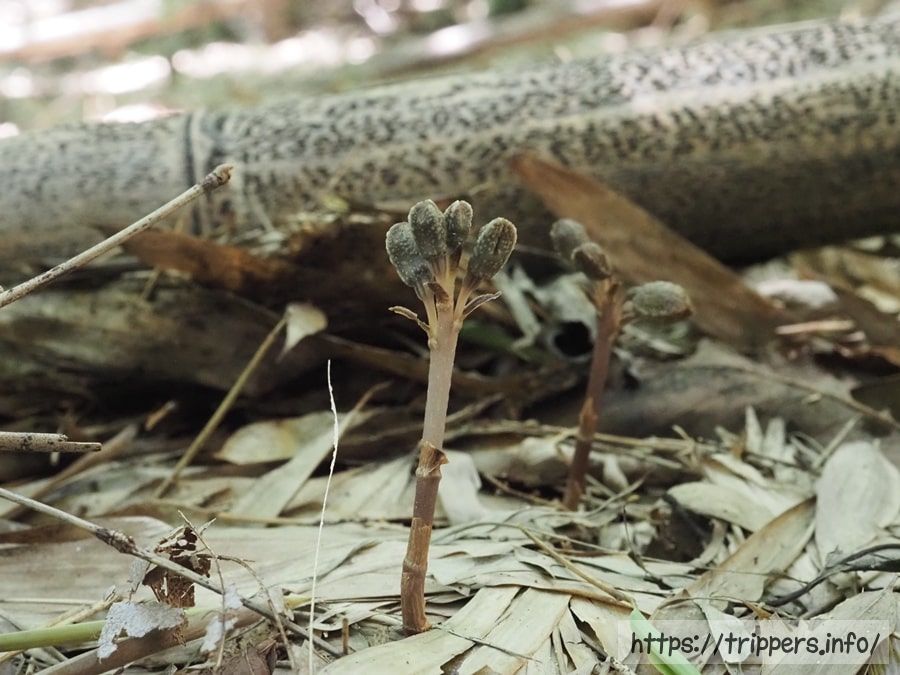 アキザキヤツシロラン
