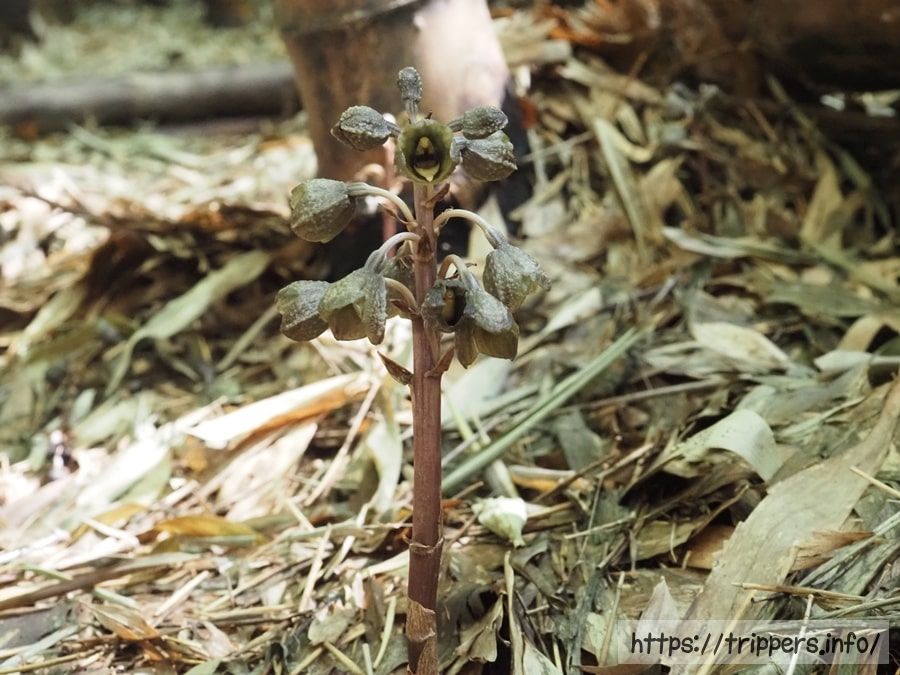 アキザキヤツシロラン