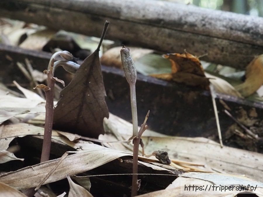 アキザキヤツシロランの果実