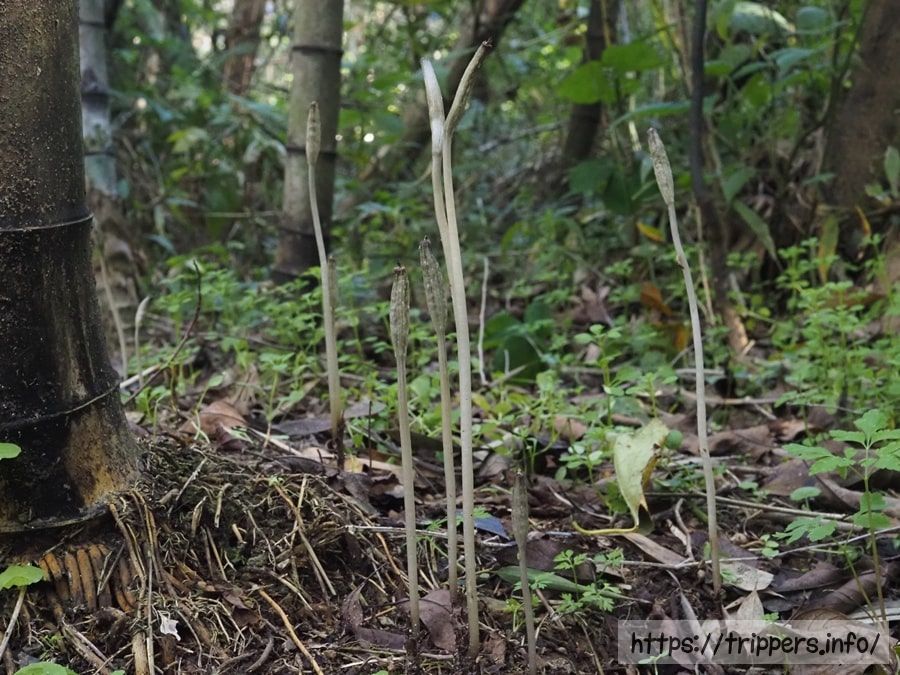 アキザキヤツシロラン