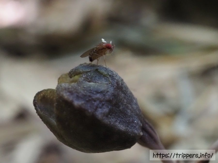 アキザキヤツシロランの群生