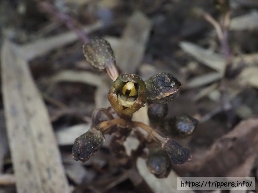 アキザキヤツシロラン