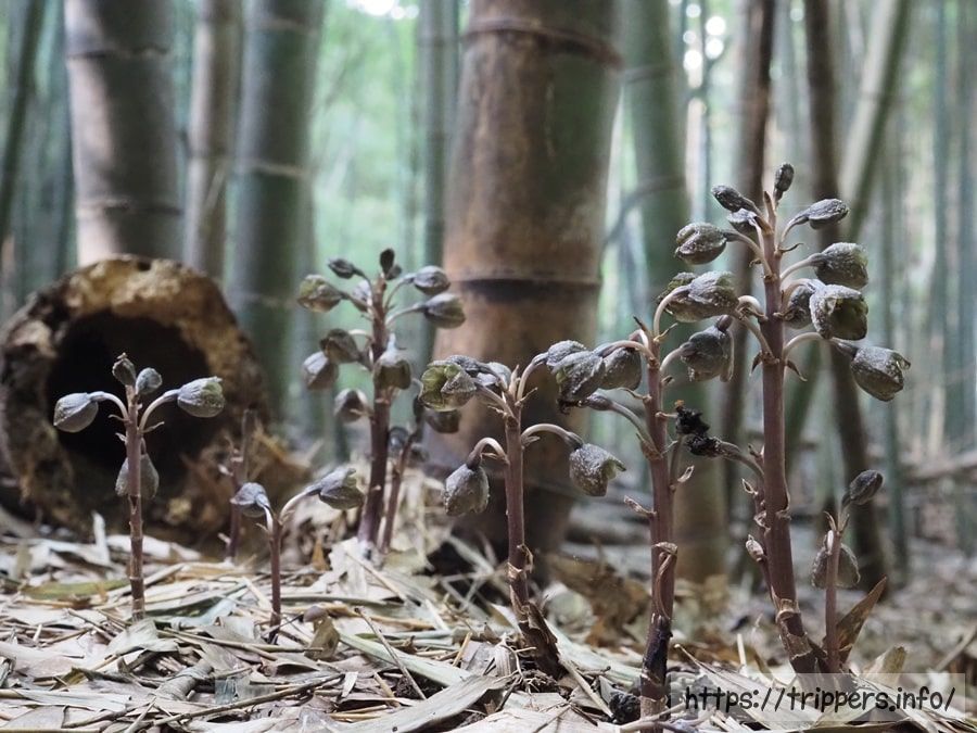 アキザキヤツシロラン