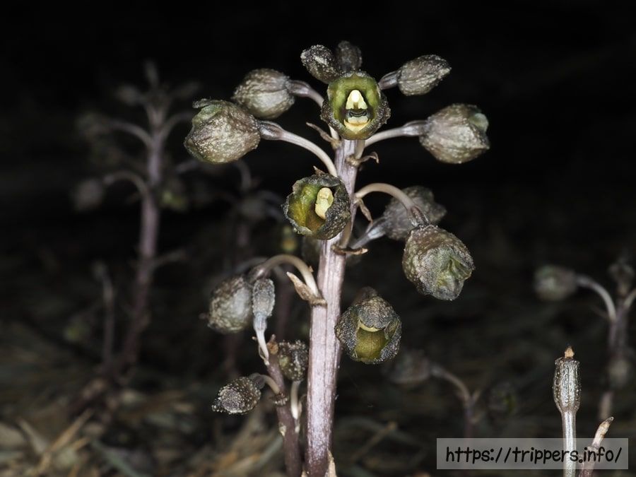 アキザキヤツシロラン