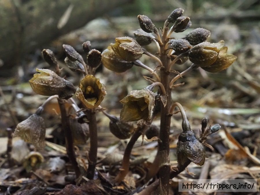 アキザキヤツシロラン