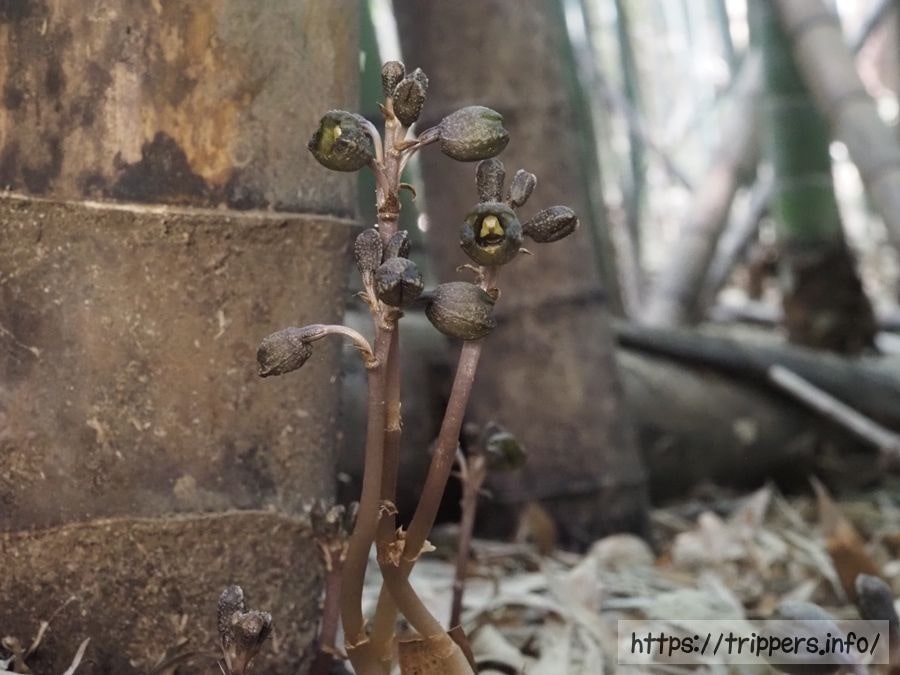 アキザキヤツシロラン