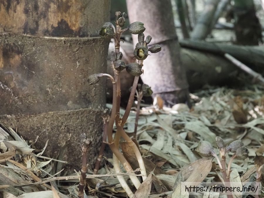 アキザキヤツシロラン