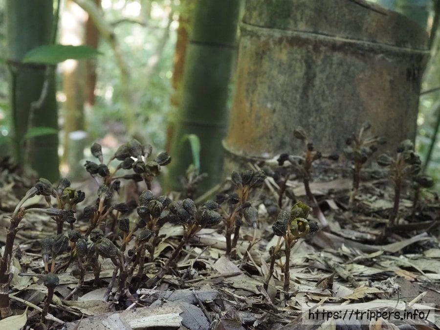 アキザキヤツシロランの群生地