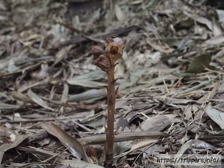ベッコウアキザキヤツシロラン
