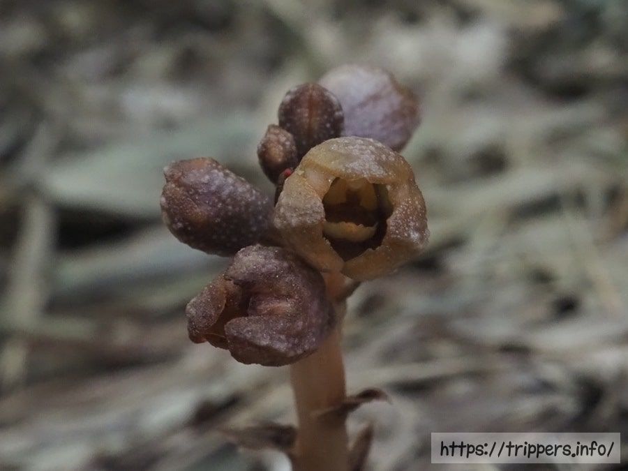 アキザキヤツシロラン