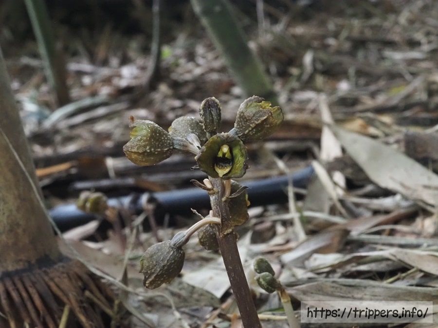 アキザキヤツシロラン