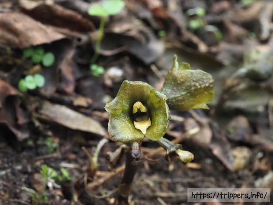 アキザキヤツシロラン