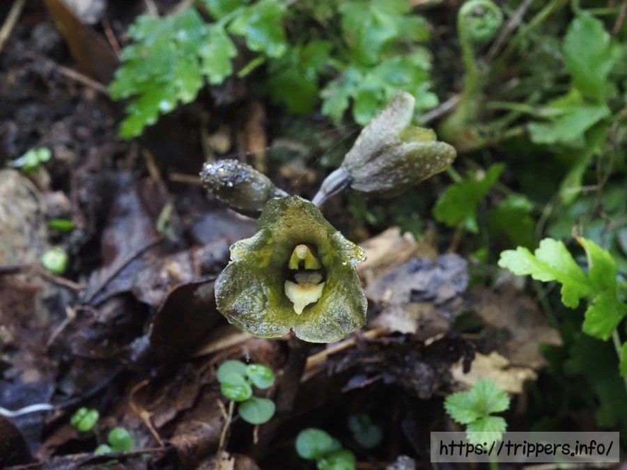 アキザキヤツシロラン