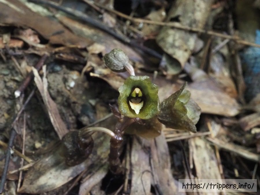 アキザキヤツシロラン