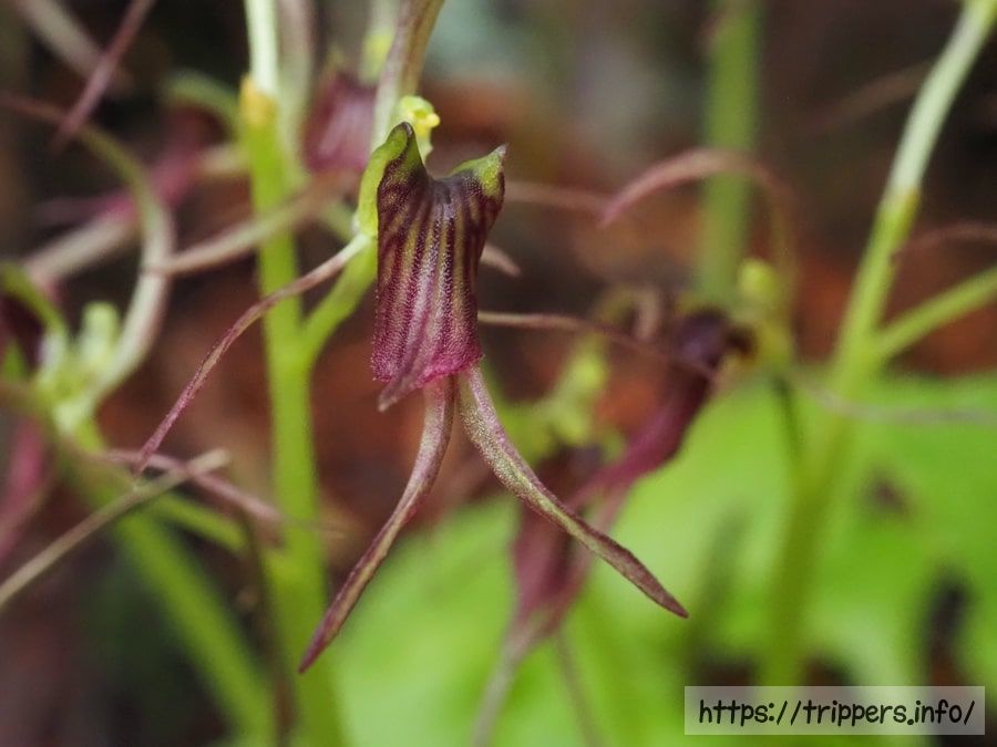 ジガバチソウの花