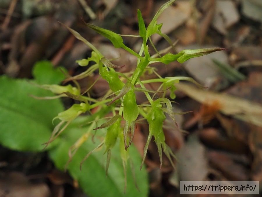 ジガバチソウの花