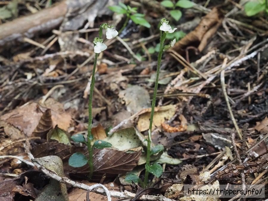 ハクウンランの全体像