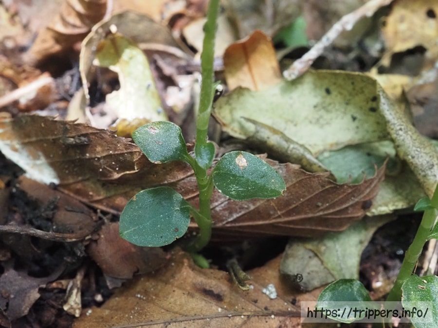 ハクウンランの葉