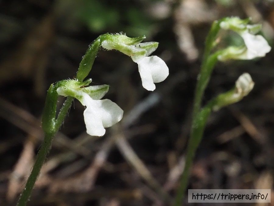 ハクウンランの距