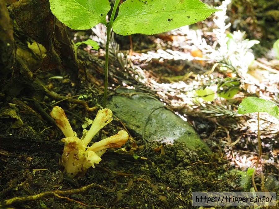 高尾山に自生するキヨスミウツボ