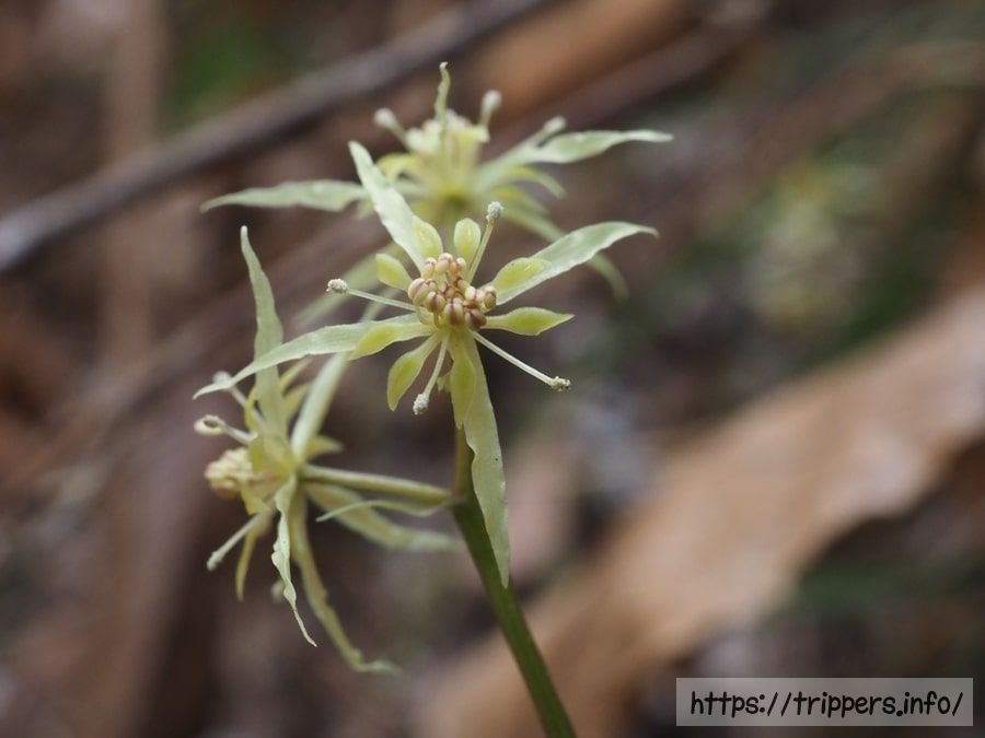 ウスギオウレン