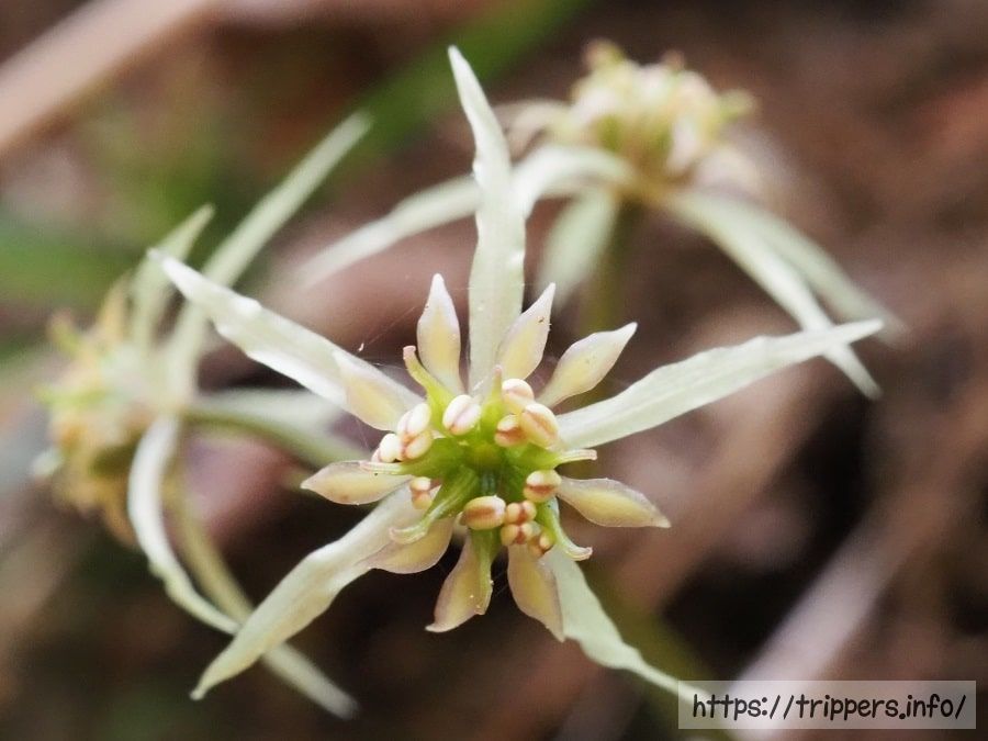 ウスギオウレンの両性花