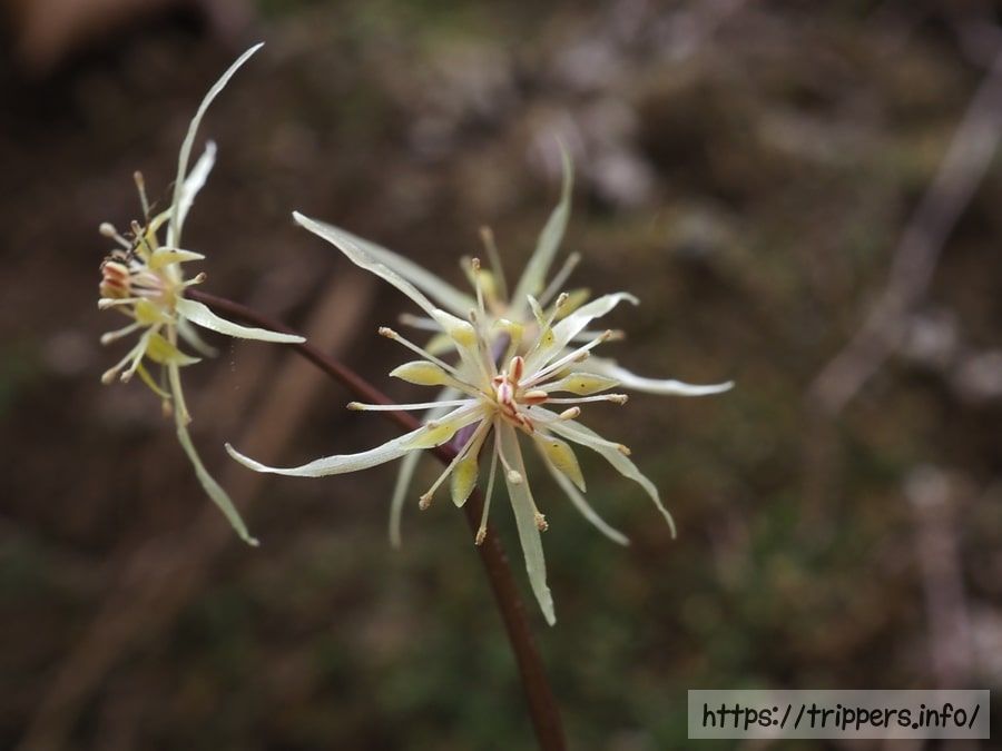 ウスギオウレンの雄花