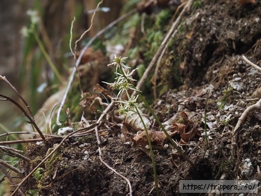 ウスギオウレンの雌花