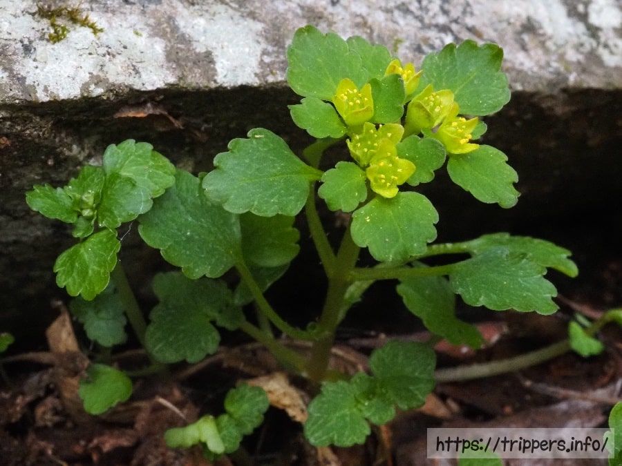 ムカゴネコノメソウ