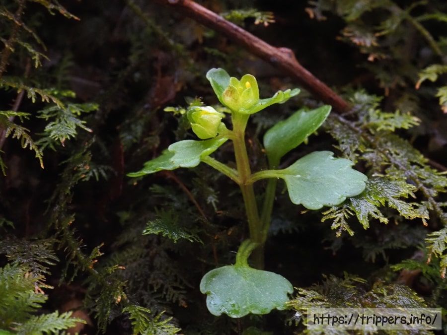 ムカゴネコノメソウの対生の葉
