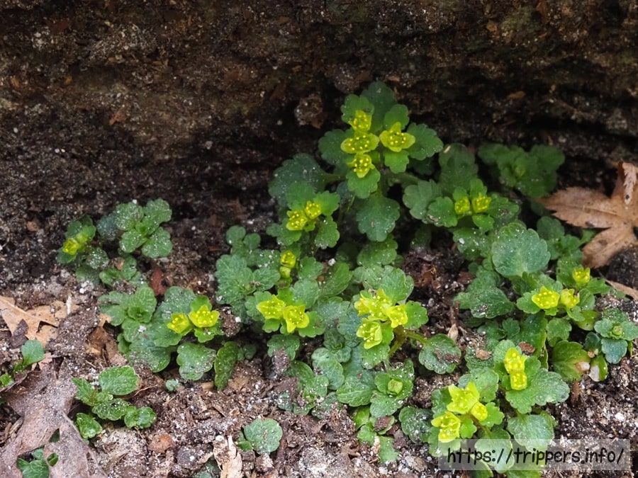 ムカゴネコノメソウの群生地