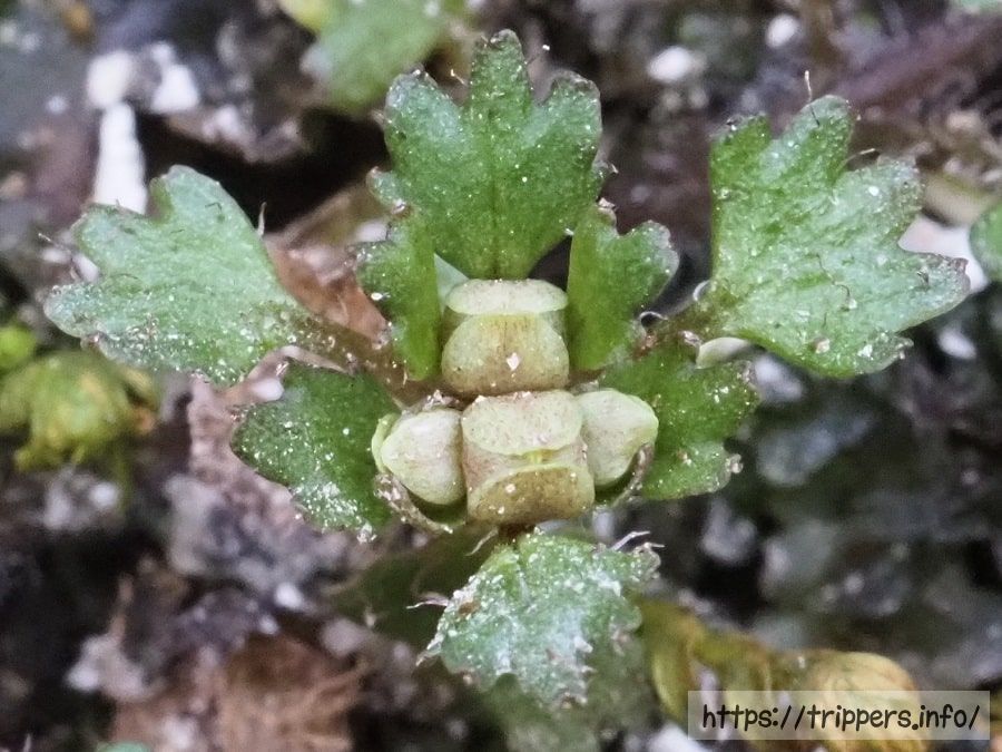 ハナネコノメの蕾