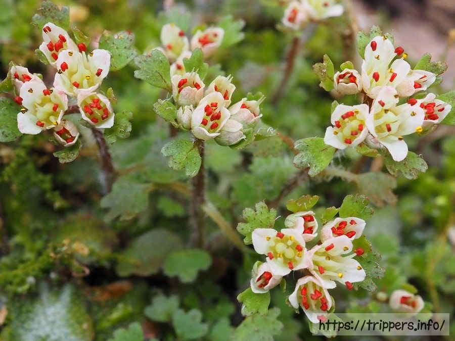 ハナネコノメの葯と花粉