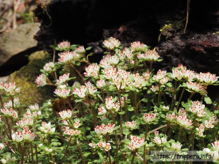 ハナネコノメの群生地