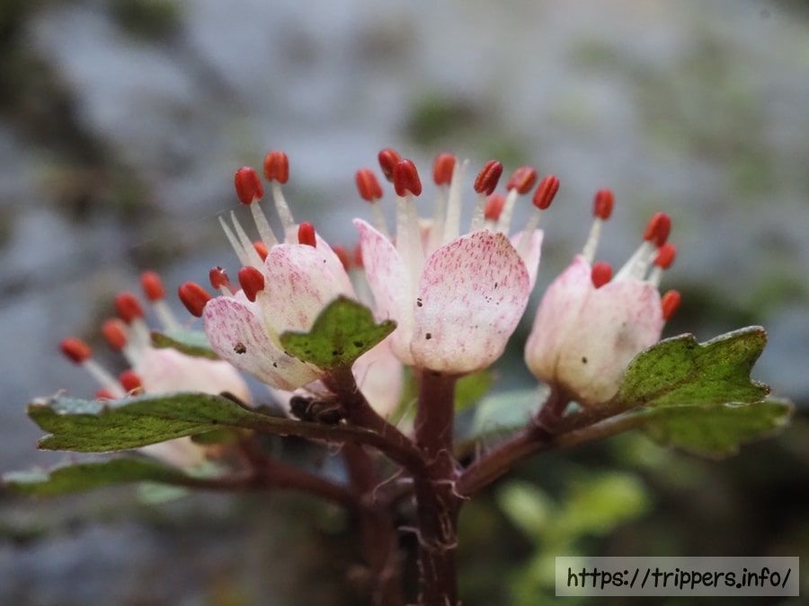ハナネコノメの赤い萼片